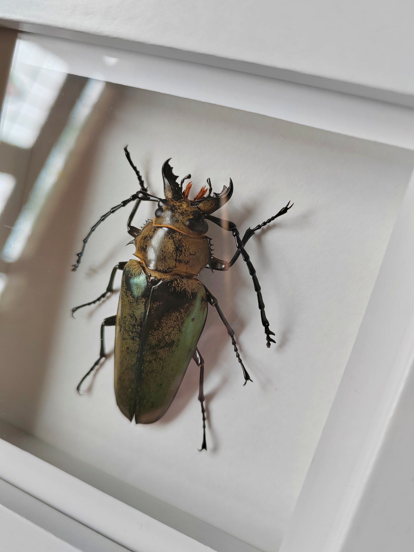 Autocrates sp. Real framed beetle specimen