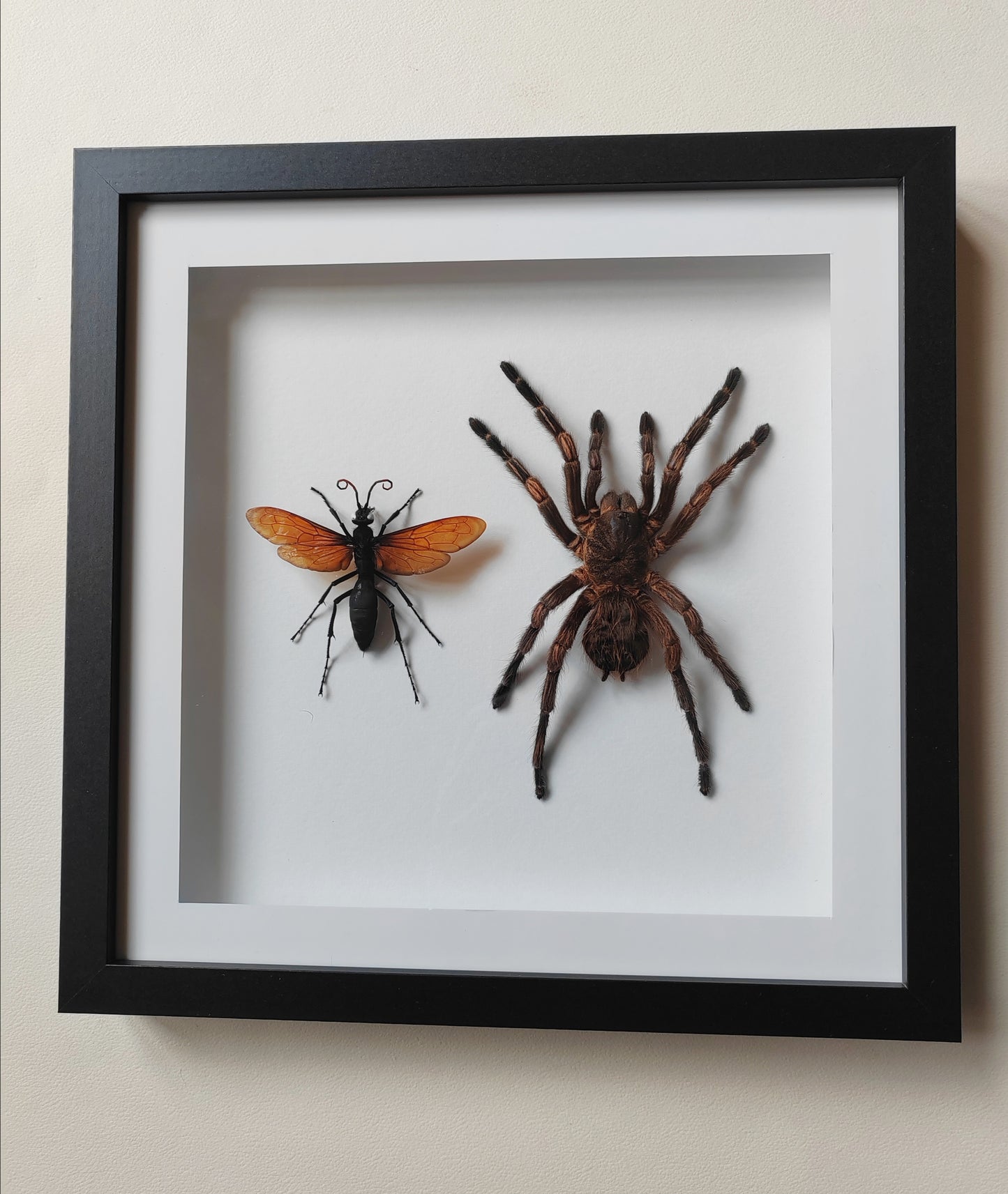 Tarantula & Tarantula Hawk Wasp (Host and Parasite!) real framed specimens