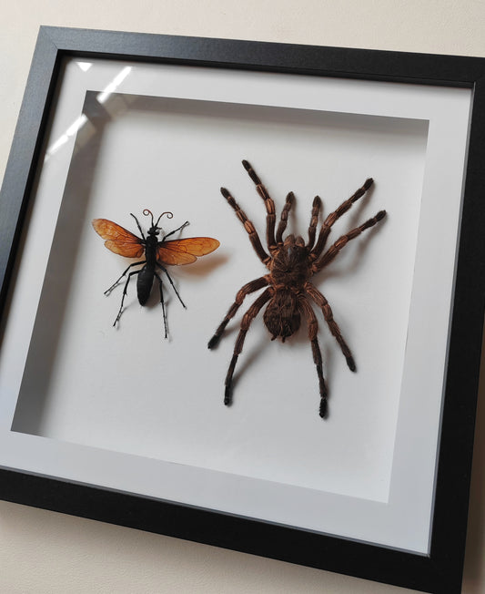 Tarantula & Tarantula Hawk Wasp (Host and Parasite!) real framed specimens