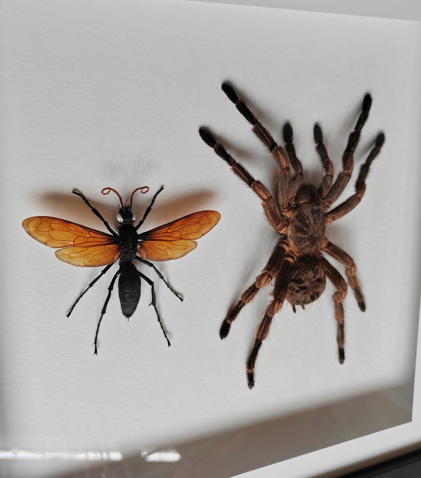 Tarantula & Tarantula Hawk Wasp (Host and Parasite!) real framed specimens