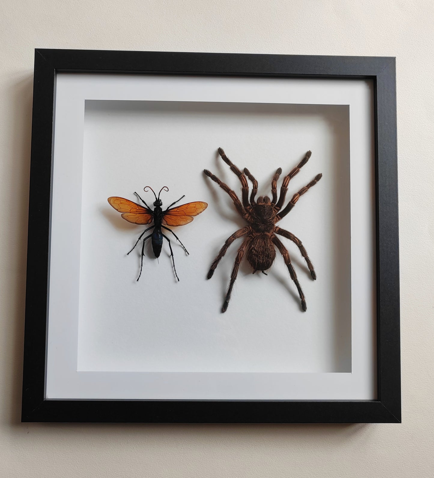 Tarantula & Tarantula Hawk Wasp (Host and Parasite!) real framed specimens