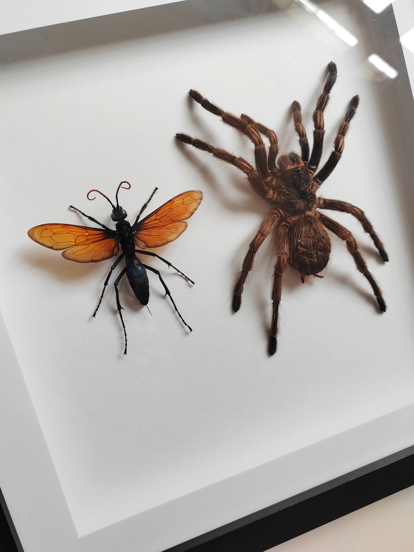 Tarantula & Tarantula Hawk Wasp (Host and Parasite!) real framed specimens