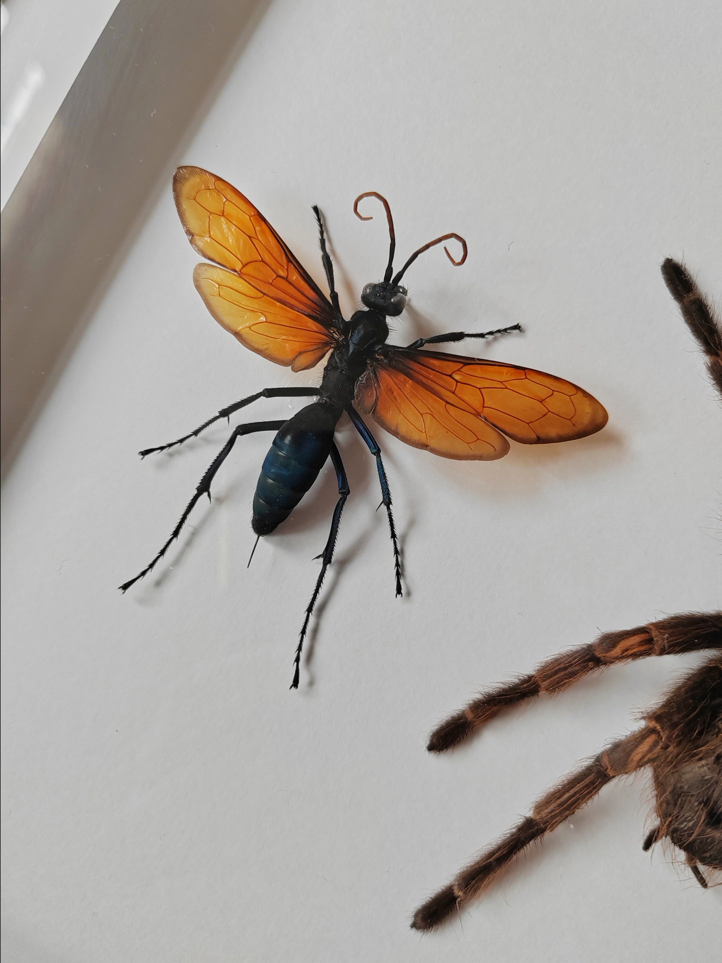 Tarantula & Tarantula Hawk Wasp (Host and Parasite!) real framed specimens