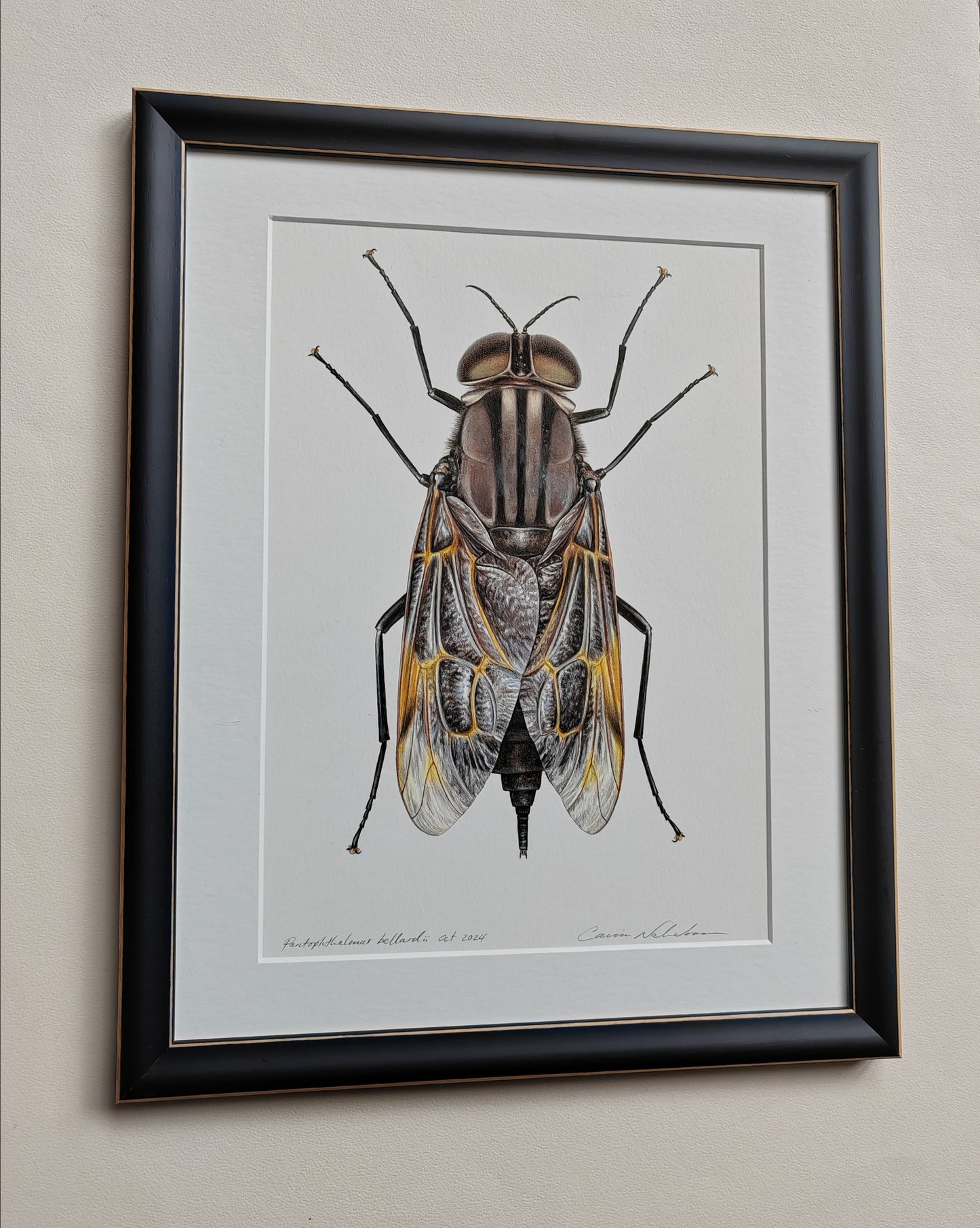 Pantophthalmus bellardii, Giant Timber Fly, framed artwork - hand drawn original