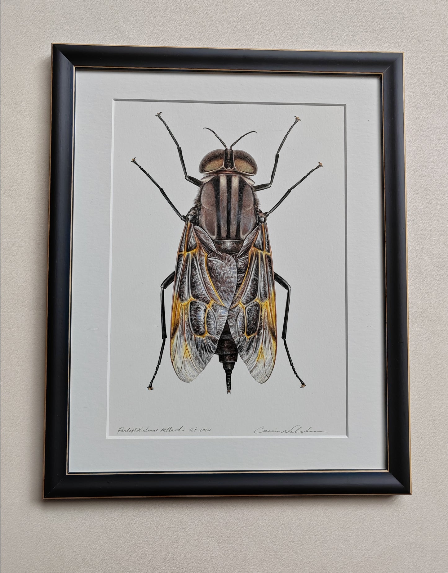 Pantophthalmus bellardii, Giant Timber Fly, framed artwork - hand drawn original