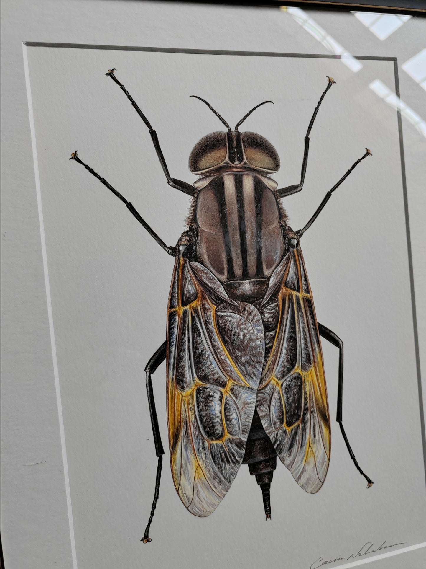 Pantophthalmus bellardii, Giant Timber Fly, framed artwork - hand drawn original