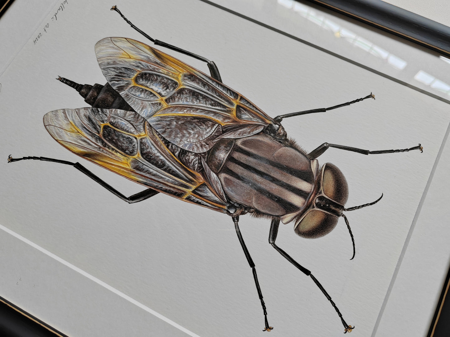 Pantophthalmus bellardii, Giant Timber Fly, framed artwork - hand drawn original