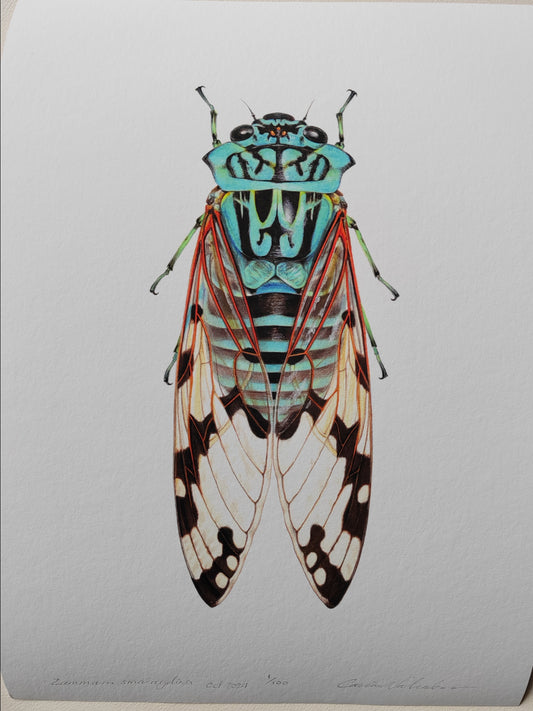 Zammara smaragdina Blue Cicada /emerald cicada limited edition art print A4 size