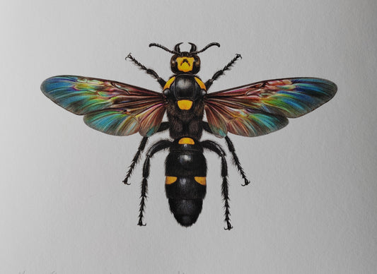 Megascolia procer, giant Mammoth Wasp, A4 size limited edition art print