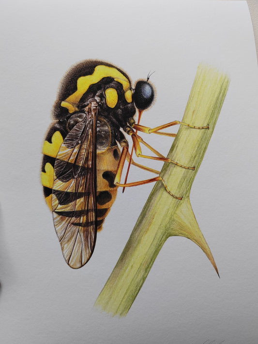 Cyrtus gibbus, small headed fly, limited edition art print A4 size