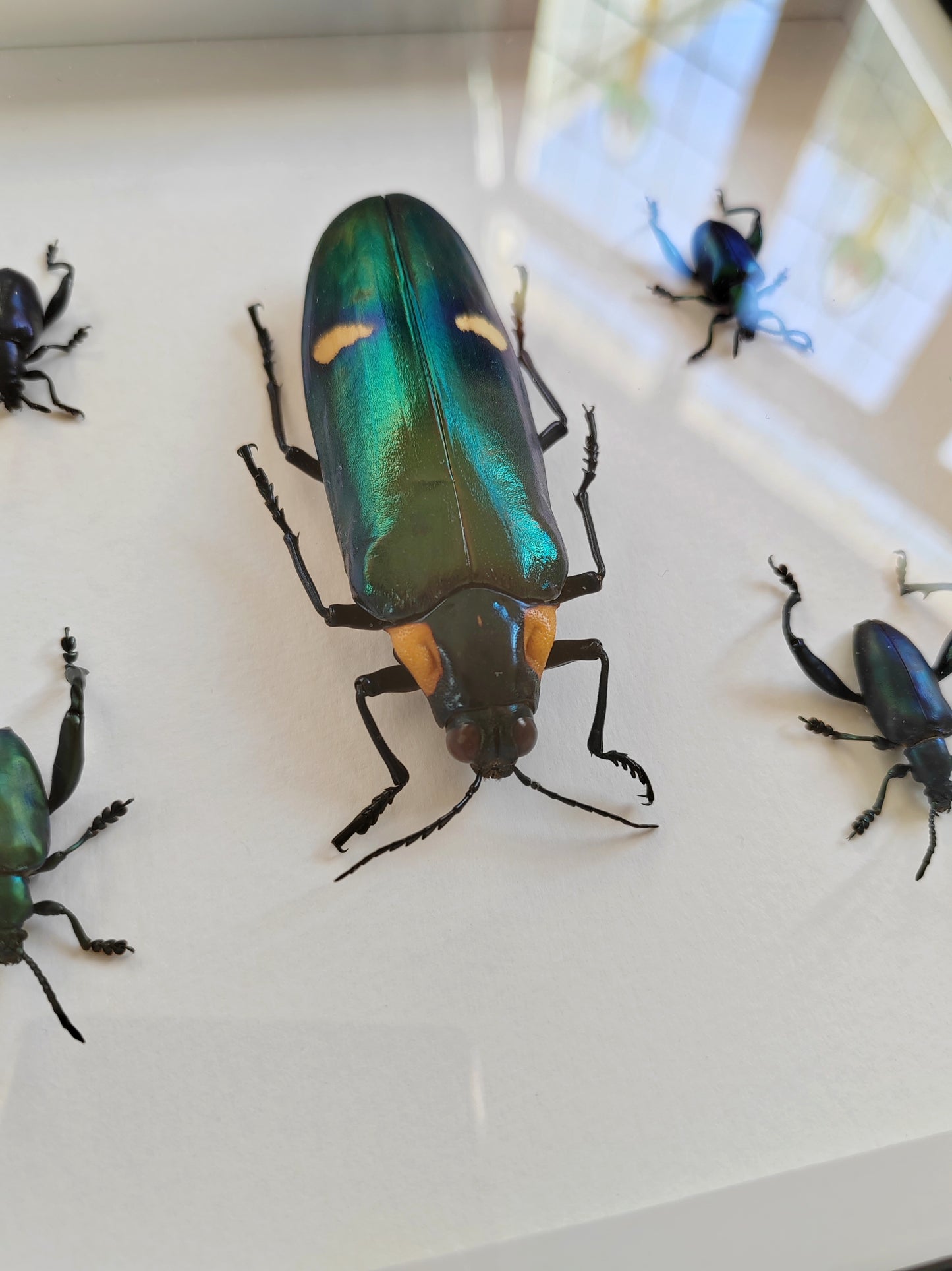 Giant Jewel Beetle and Frog Legged Beetles, real framed  specimens