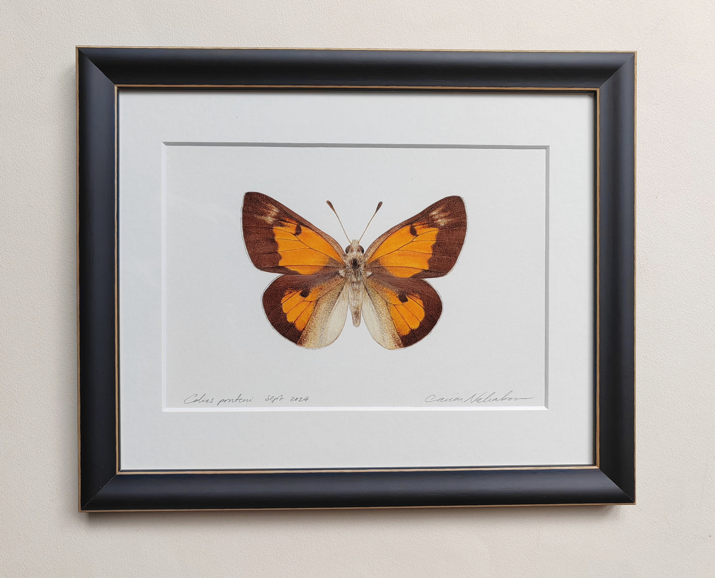 Framed Original - Colias ponteni, butterfly