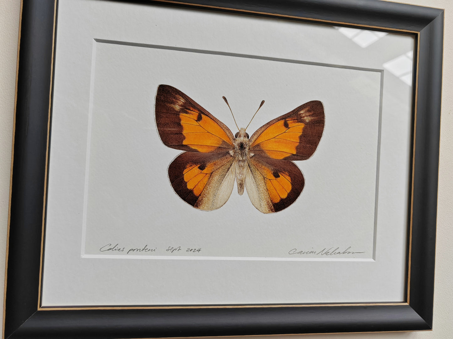 Framed Original - Colias ponteni, butterfly