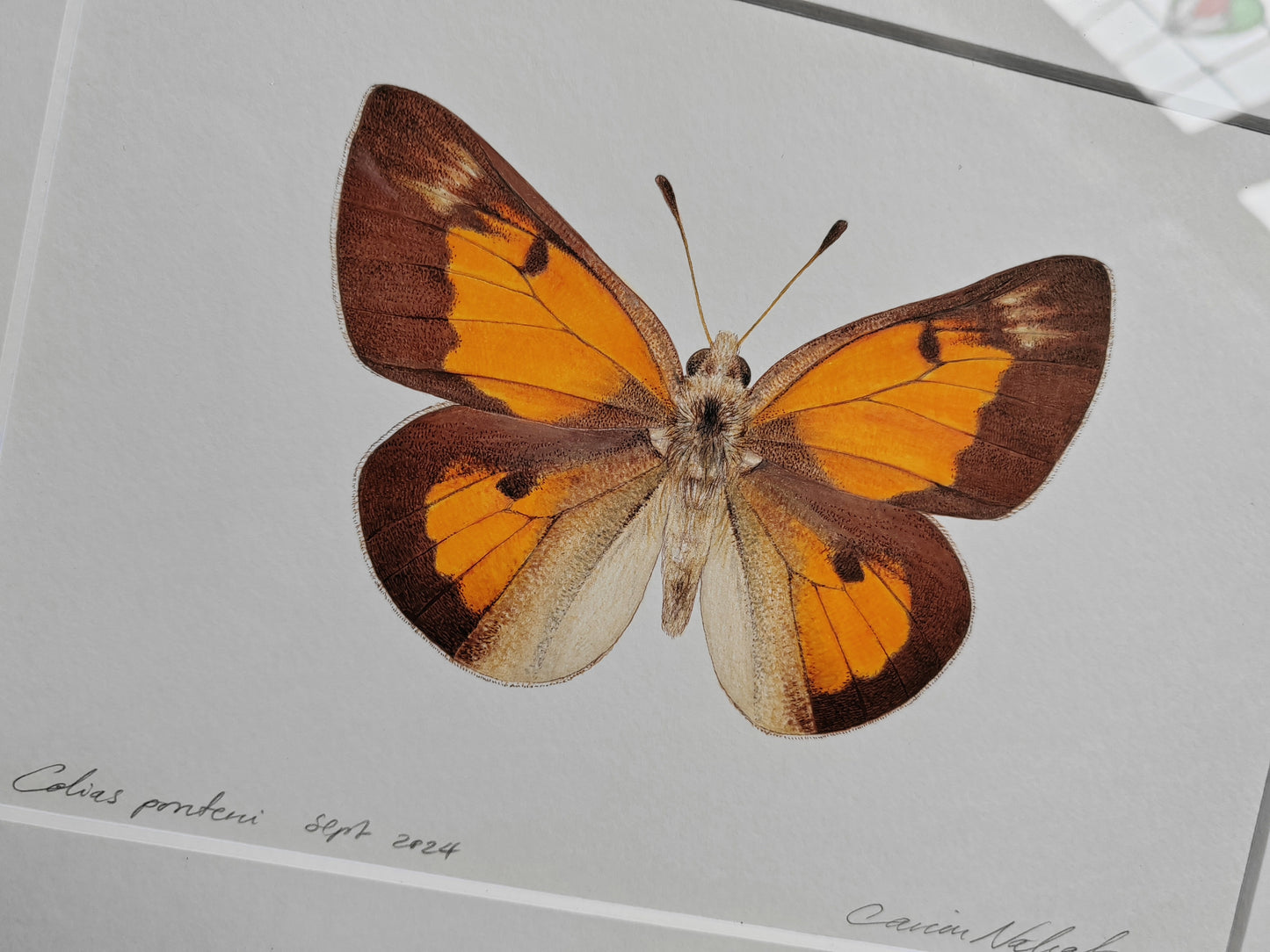 Framed Original - Colias ponteni, butterfly