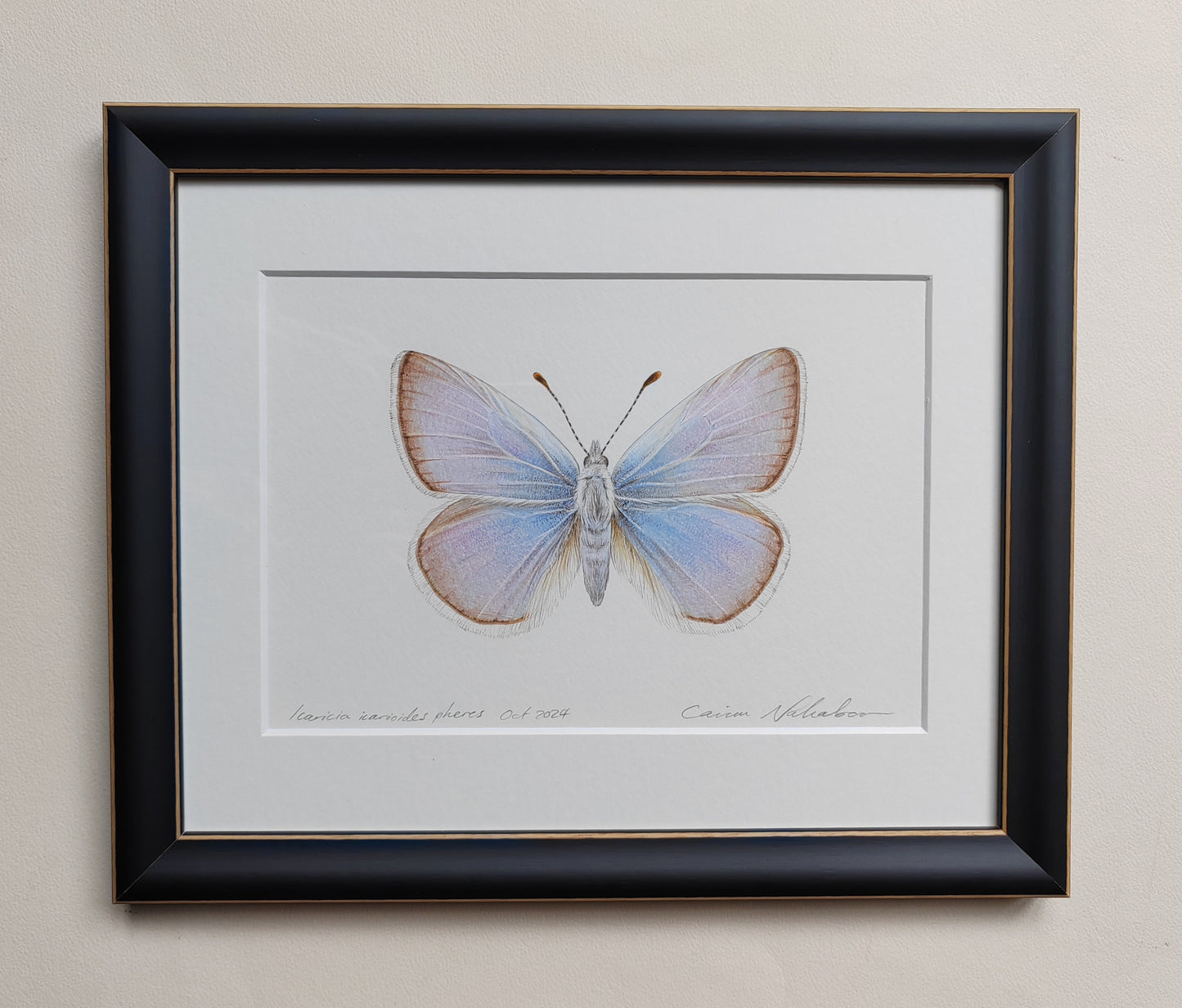 Framed Original - Icaricia icarioides pheres, extinct subspecies of Butterfly