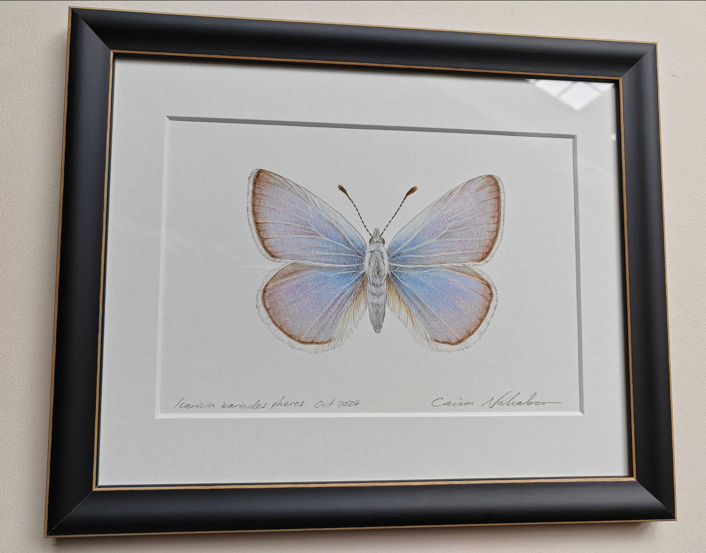 Framed Original - Icaricia icarioides pheres, extinct subspecies of Butterfly