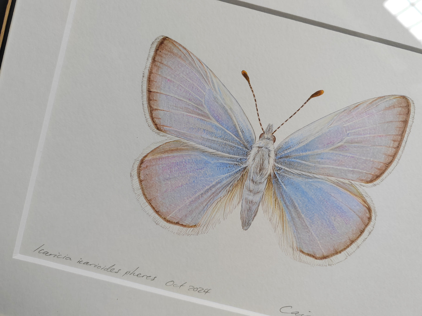 Framed Original - Icaricia icarioides pheres, extinct subspecies of Butterfly