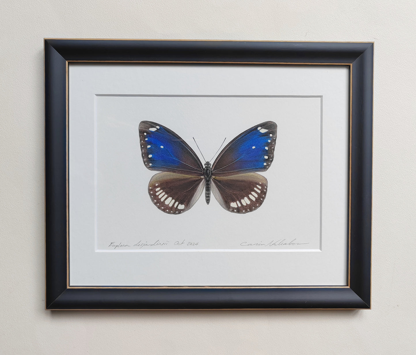 Framed Original - Euploea desjardinsii, Crow Butterfly (extinct)