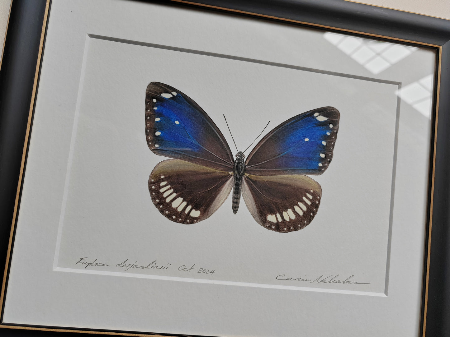 Framed Original - Euploea desjardinsii, Crow Butterfly (extinct)