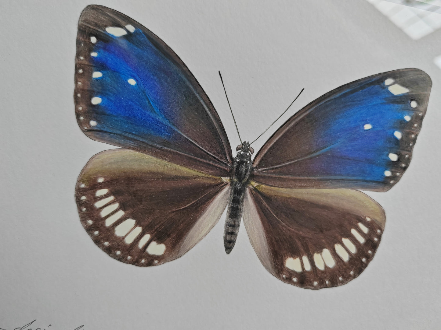 Framed Original - Euploea desjardinsii, Crow Butterfly (extinct)