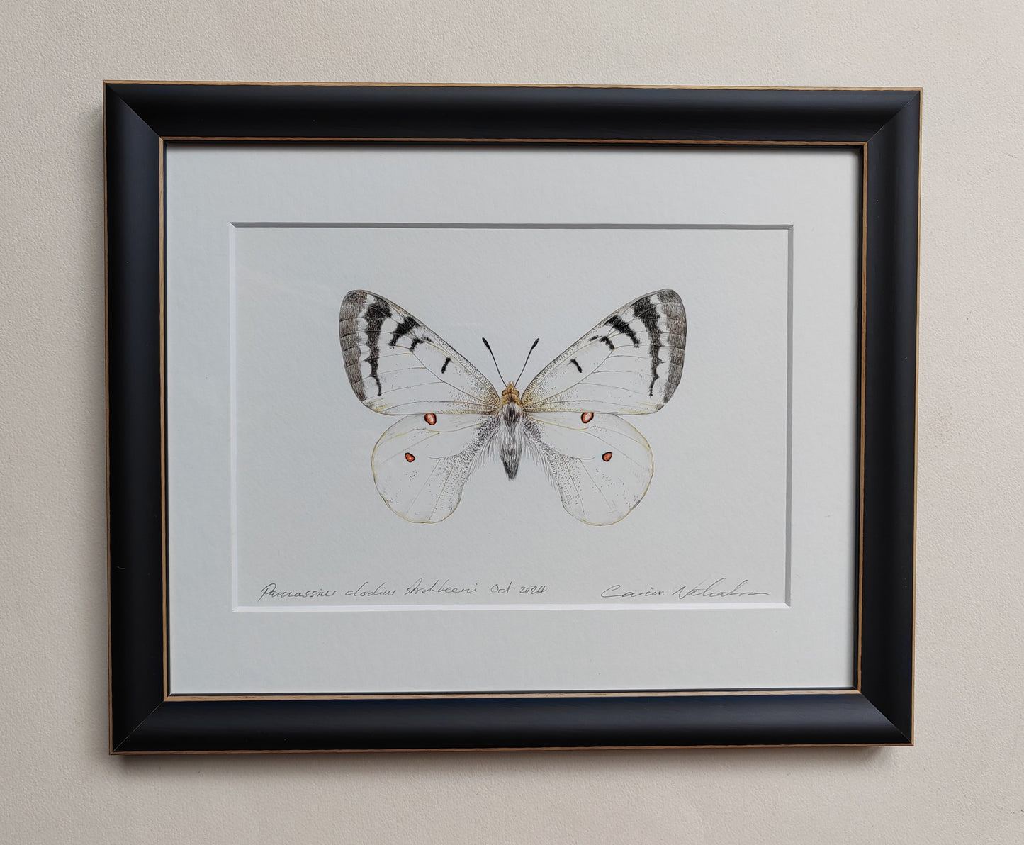 Framed Original - Parnassius clodius strohbeeni