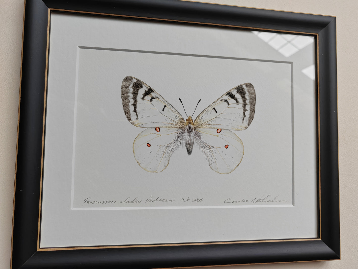 Framed Original - Parnassius clodius strohbeeni