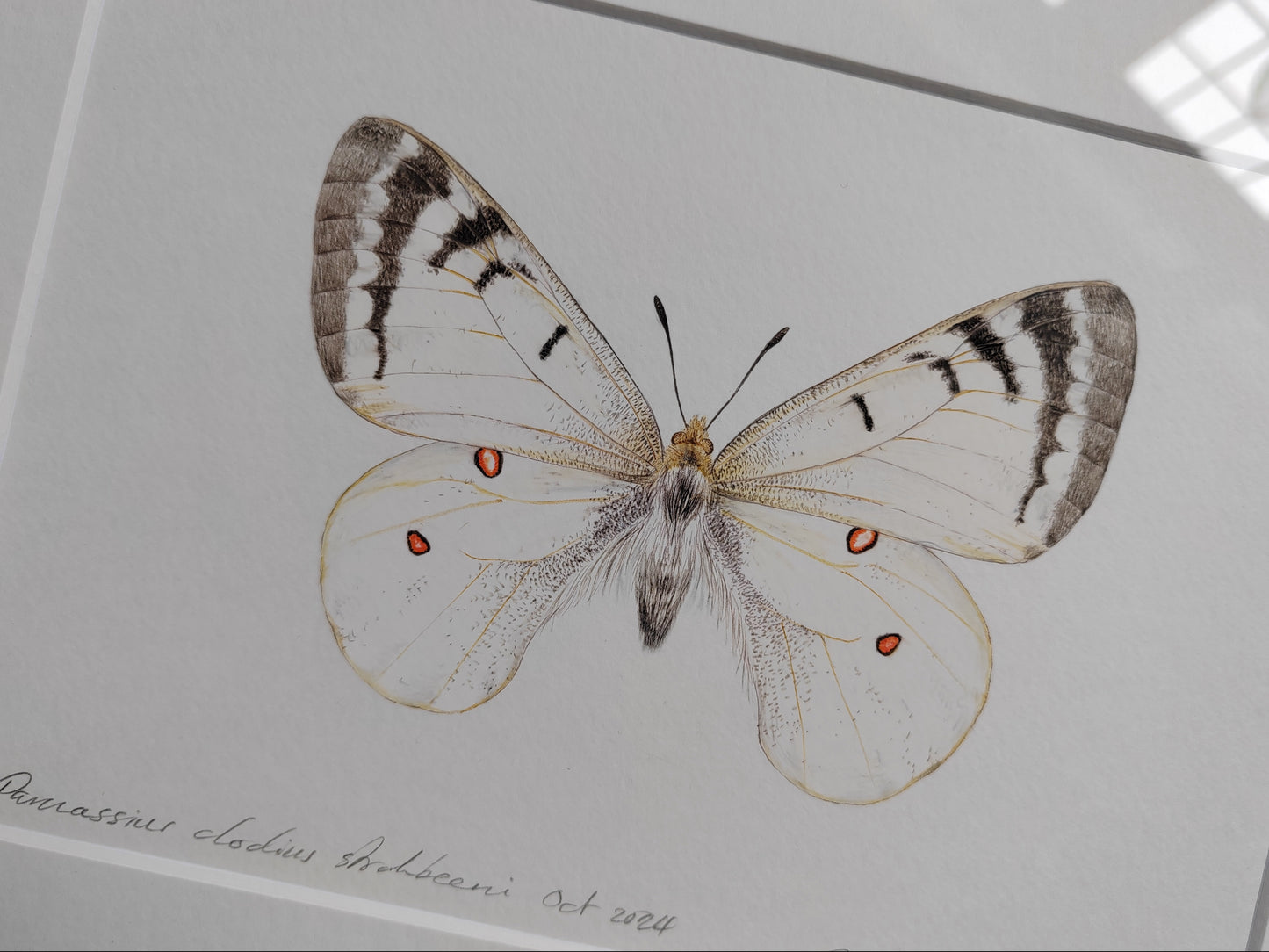 Framed Original - Parnassius clodius strohbeeni