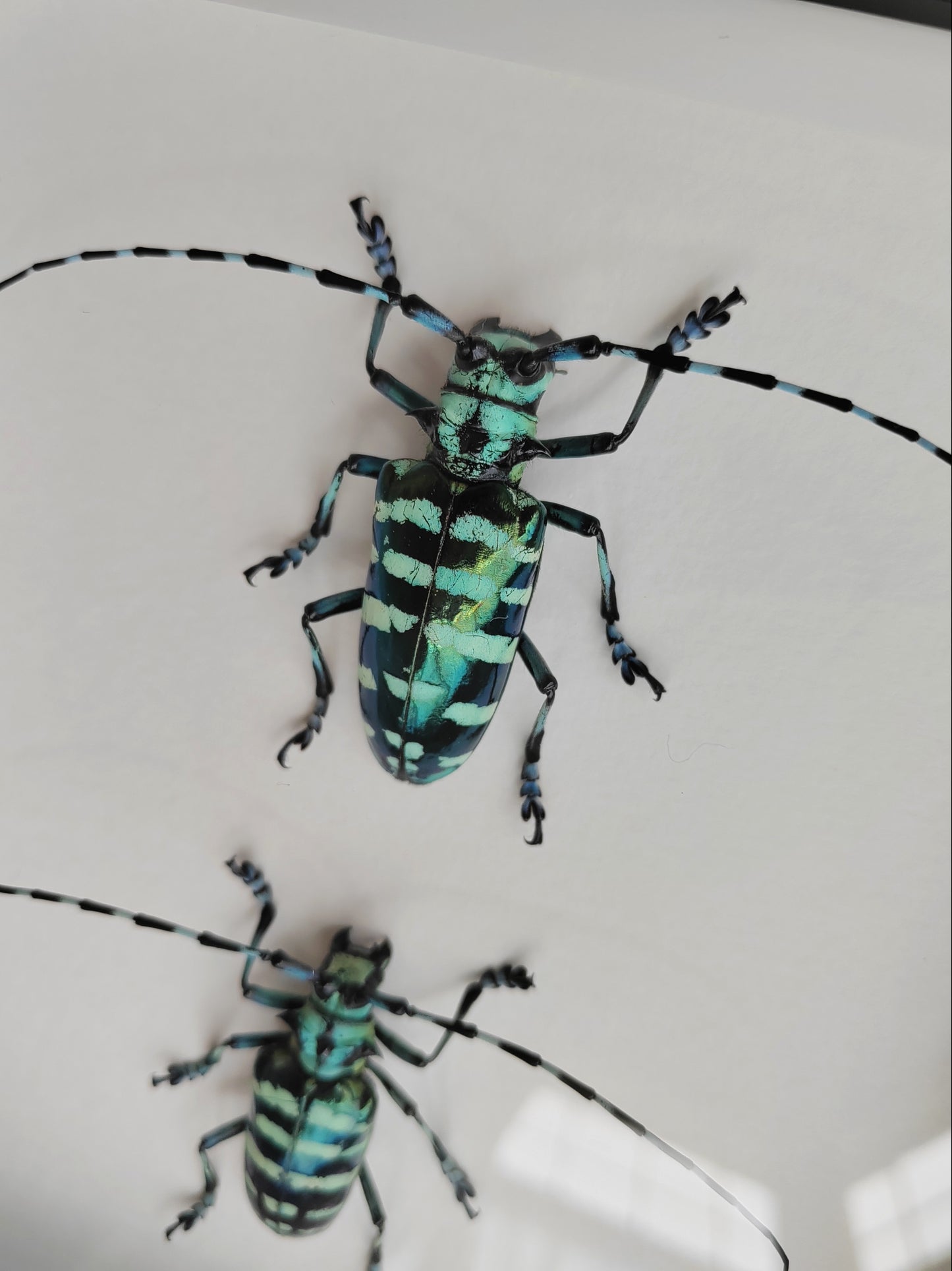 Anoplophora graafi, stunning Pair, real framed specimens, metallic Longhorn Beetle