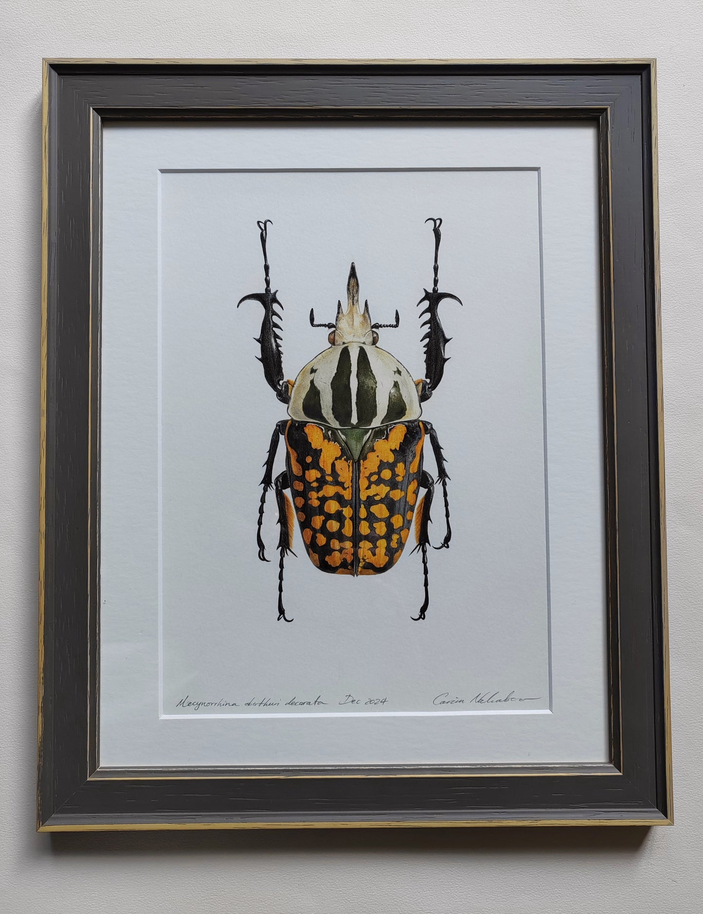 Framed Original artwork - Mecynorrhina oberthuri decorata