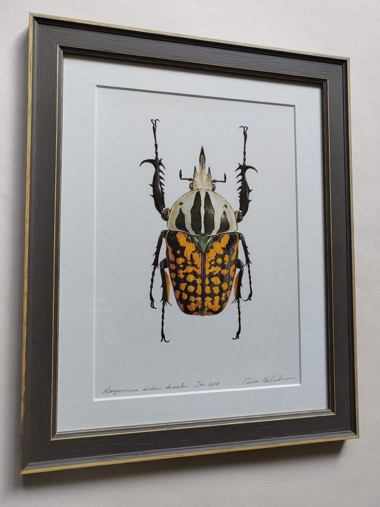 Framed Original artwork - Mecynorrhina oberthuri decorata