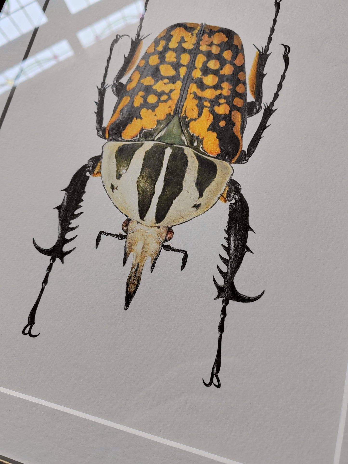 Framed Original artwork - Mecynorrhina oberthuri decorata