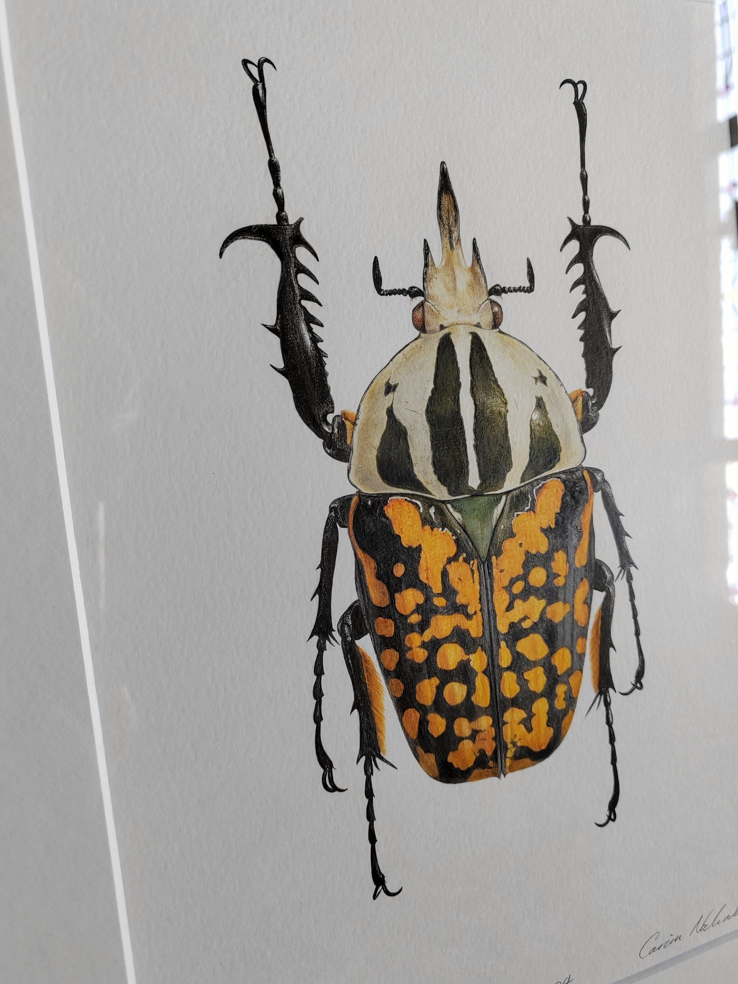 Framed Original artwork - Mecynorrhina oberthuri decorata