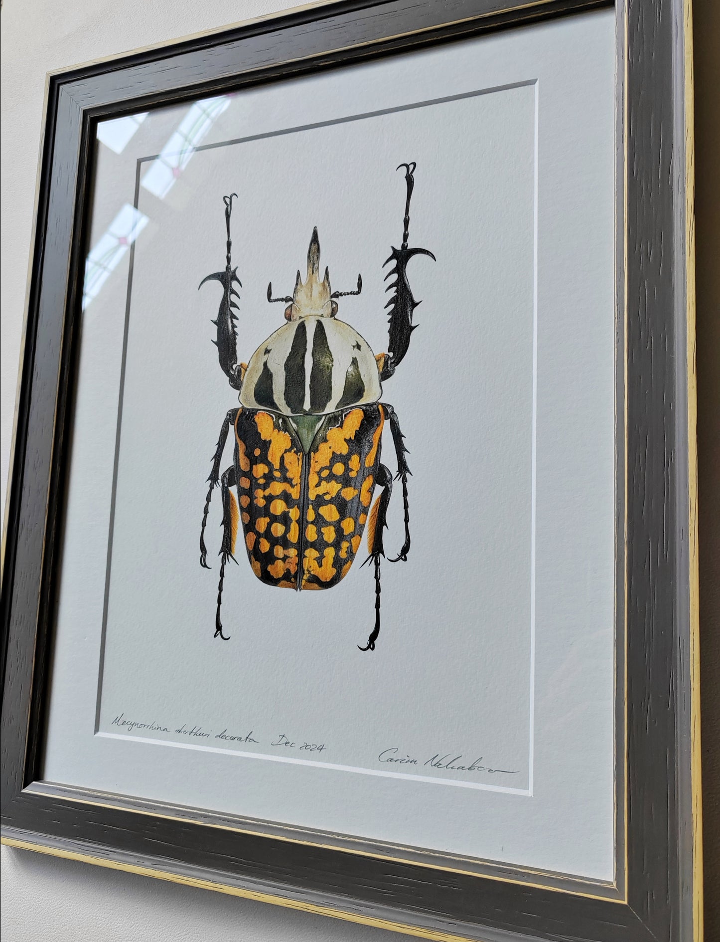 Framed Original artwork - Mecynorrhina oberthuri decorata