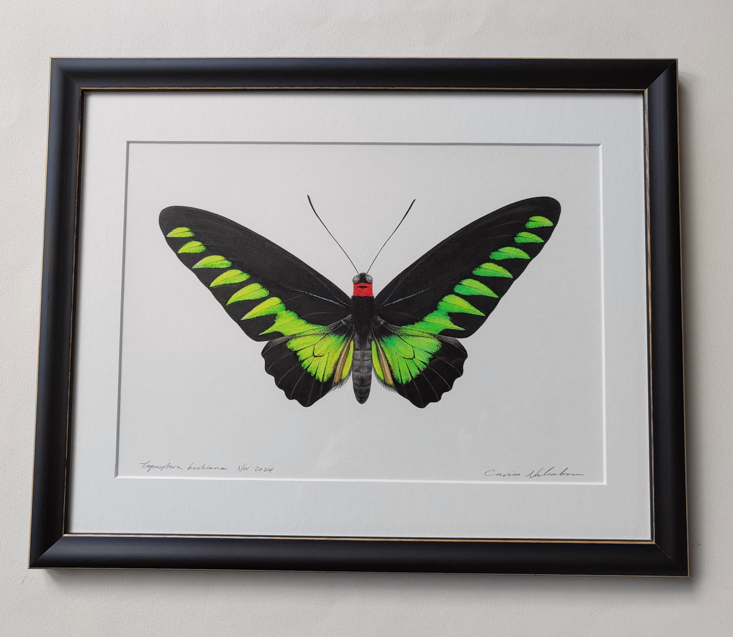 Framed original artwork - Trogonoptera brookiana, Rajah Brooke's Birdwing