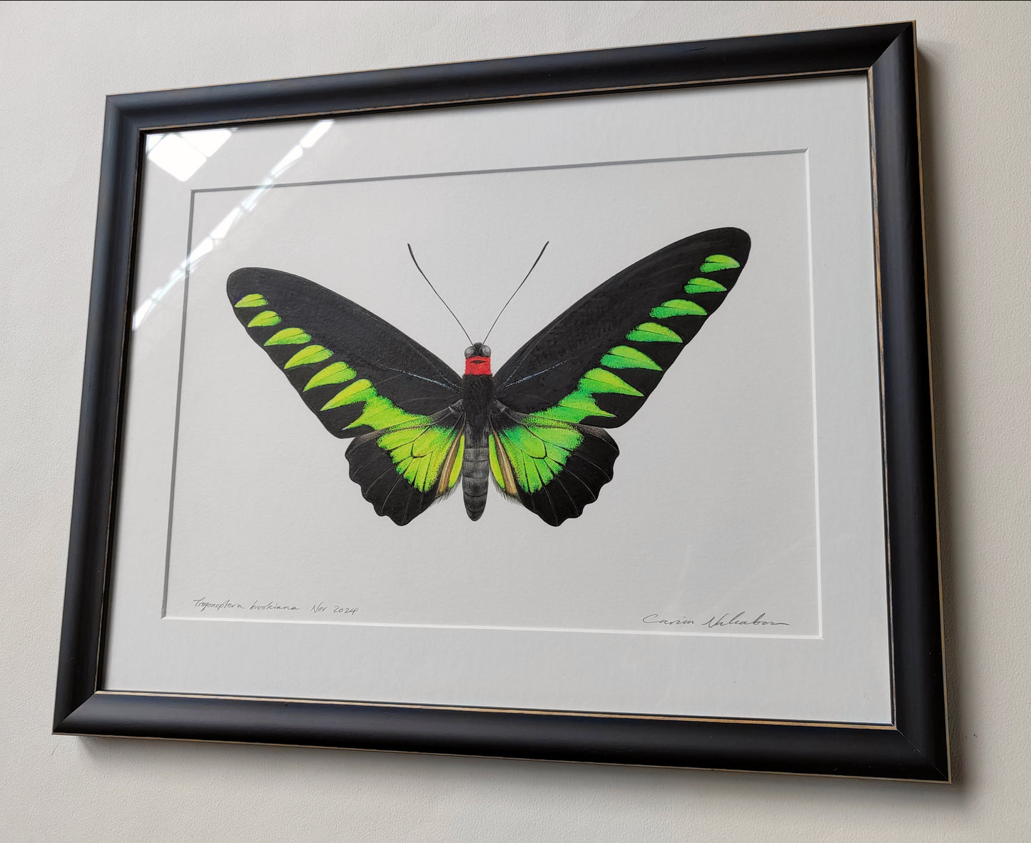 Framed original artwork - Trogonoptera brookiana, Rajah Brooke's Birdwing