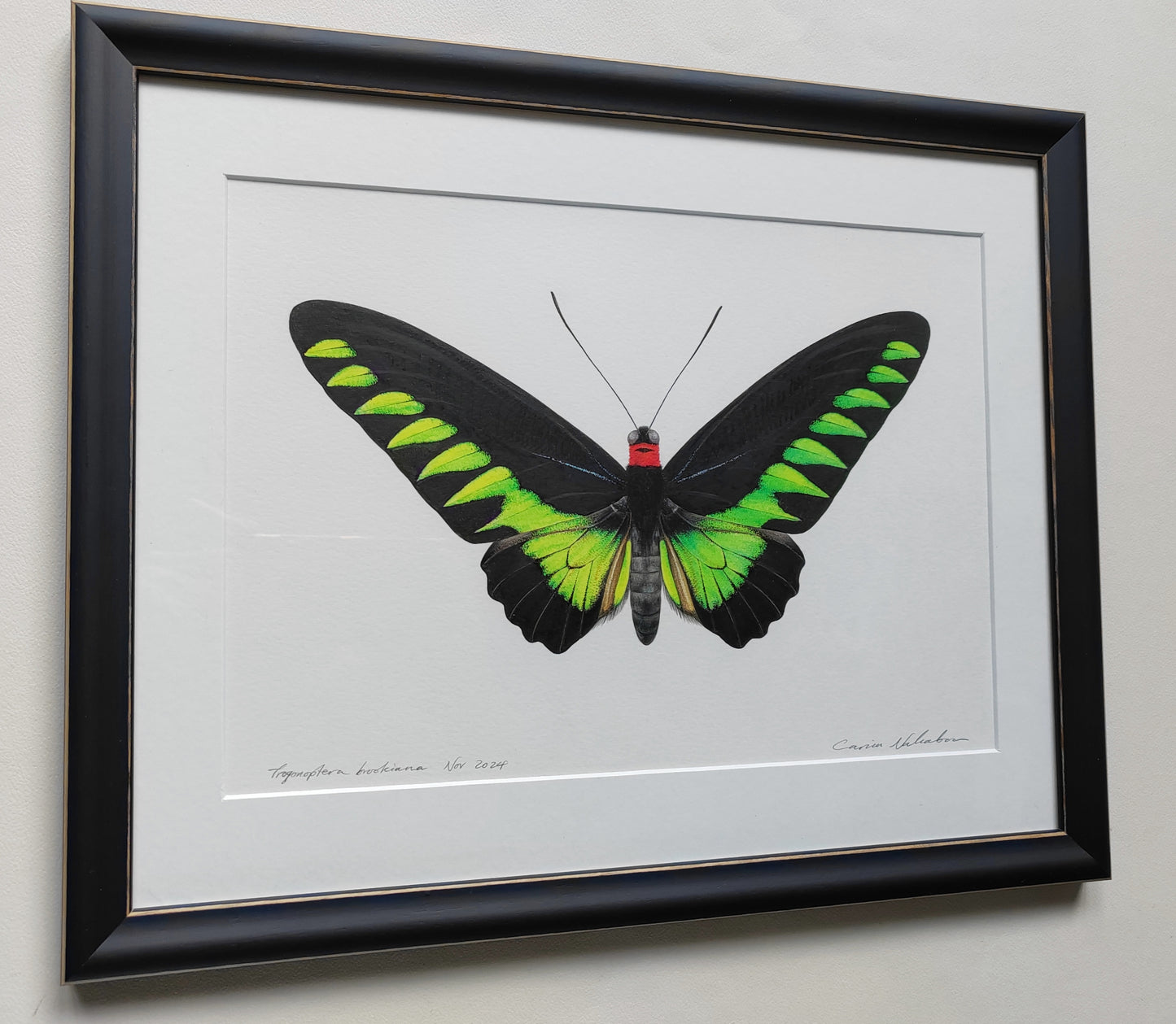 Framed original artwork - Trogonoptera brookiana, Rajah Brooke's Birdwing