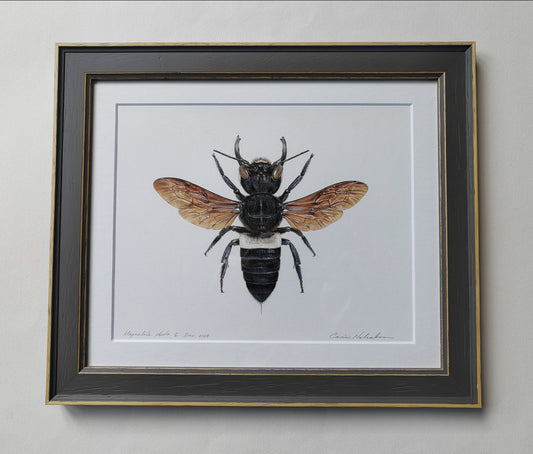 Framed original artwork - Megachile pluto, Wallace's Giant Bee