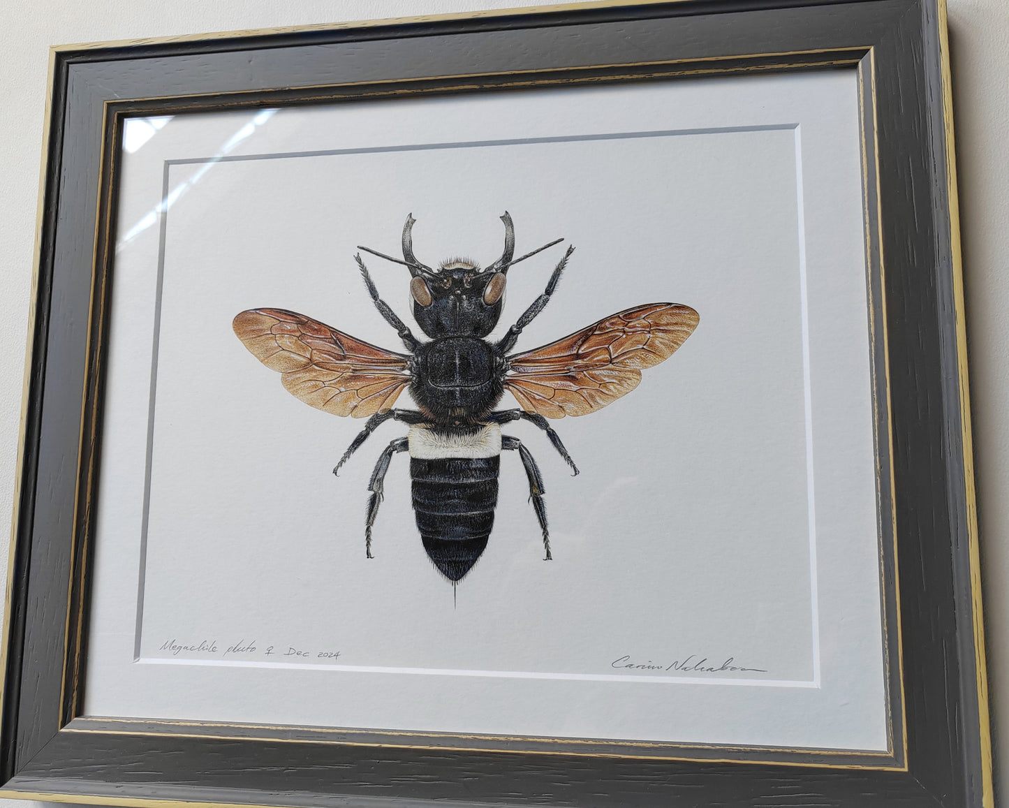 Framed original artwork - Megachile pluto, Wallace's Giant Bee