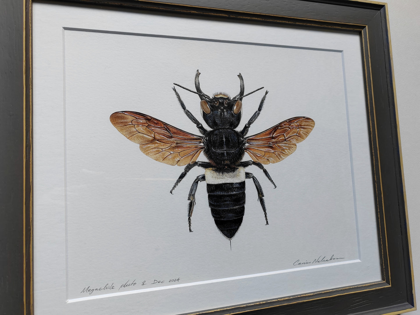 Framed original artwork - Megachile pluto, Wallace's Giant Bee