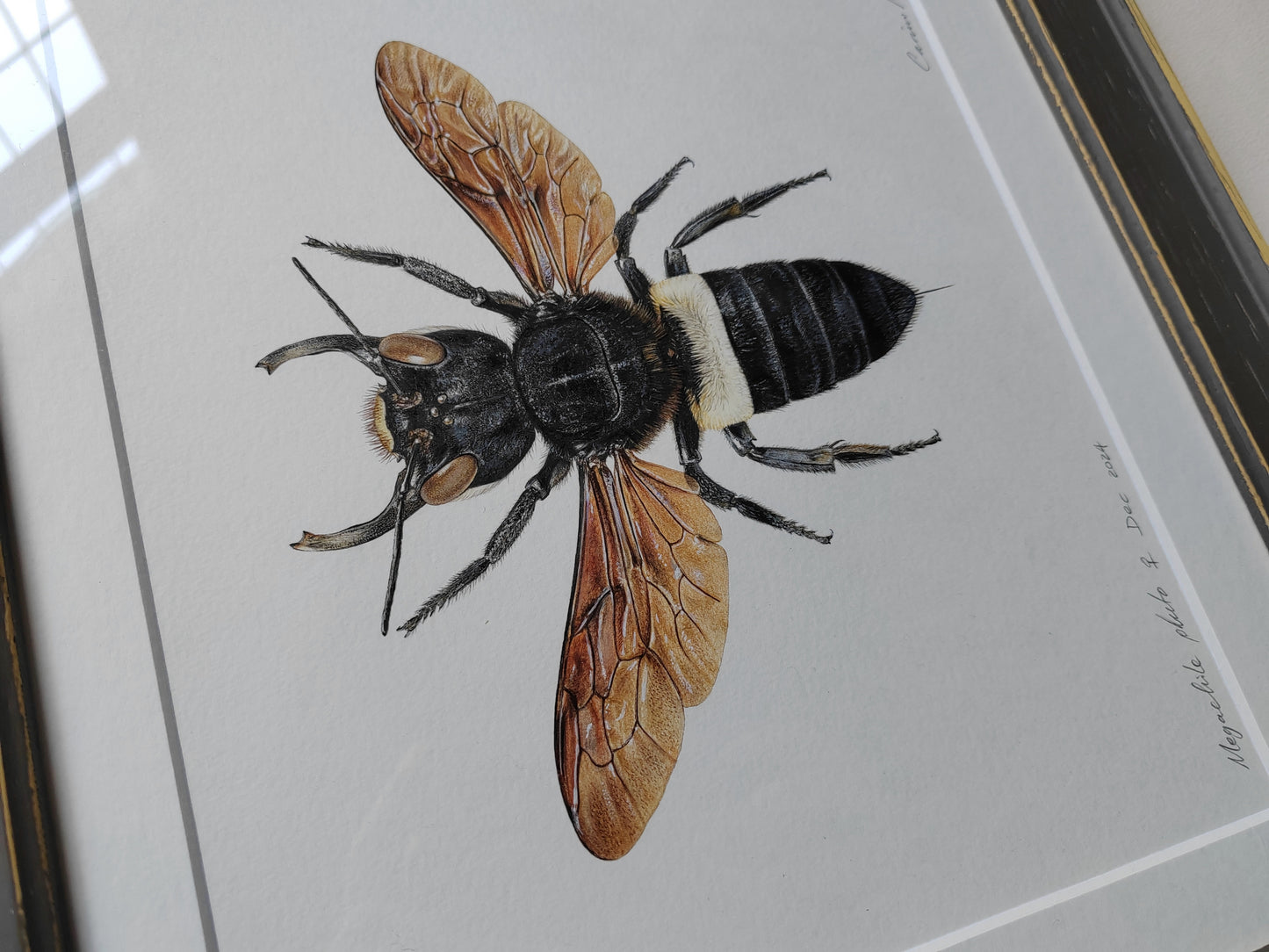 Framed original artwork - Megachile pluto, Wallace's Giant Bee