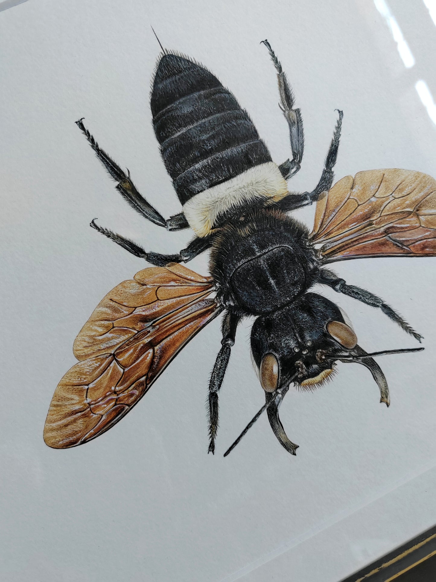 Framed original artwork - Megachile pluto, Wallace's Giant Bee