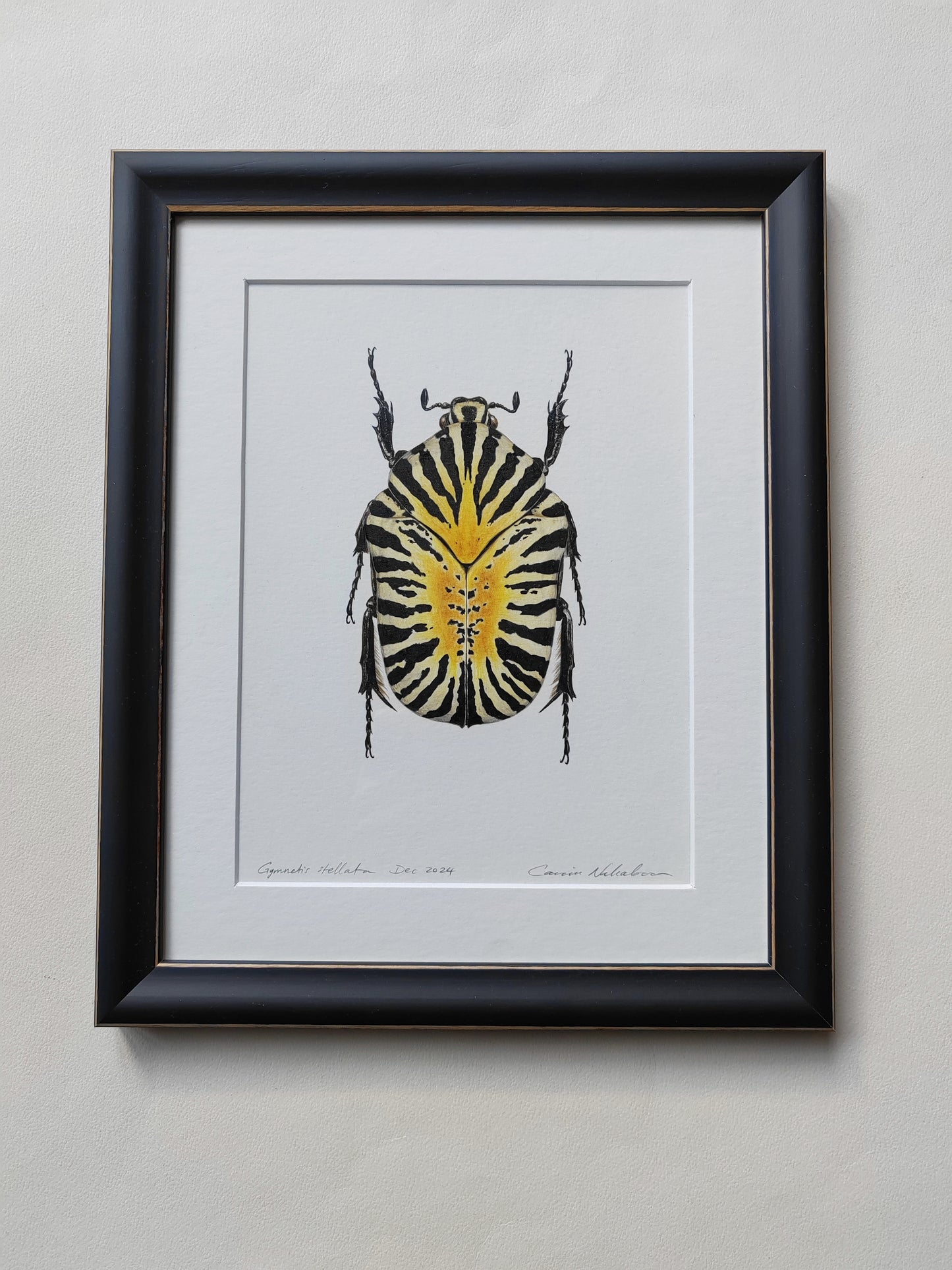 Framed original artwork - Gymnetis stellata