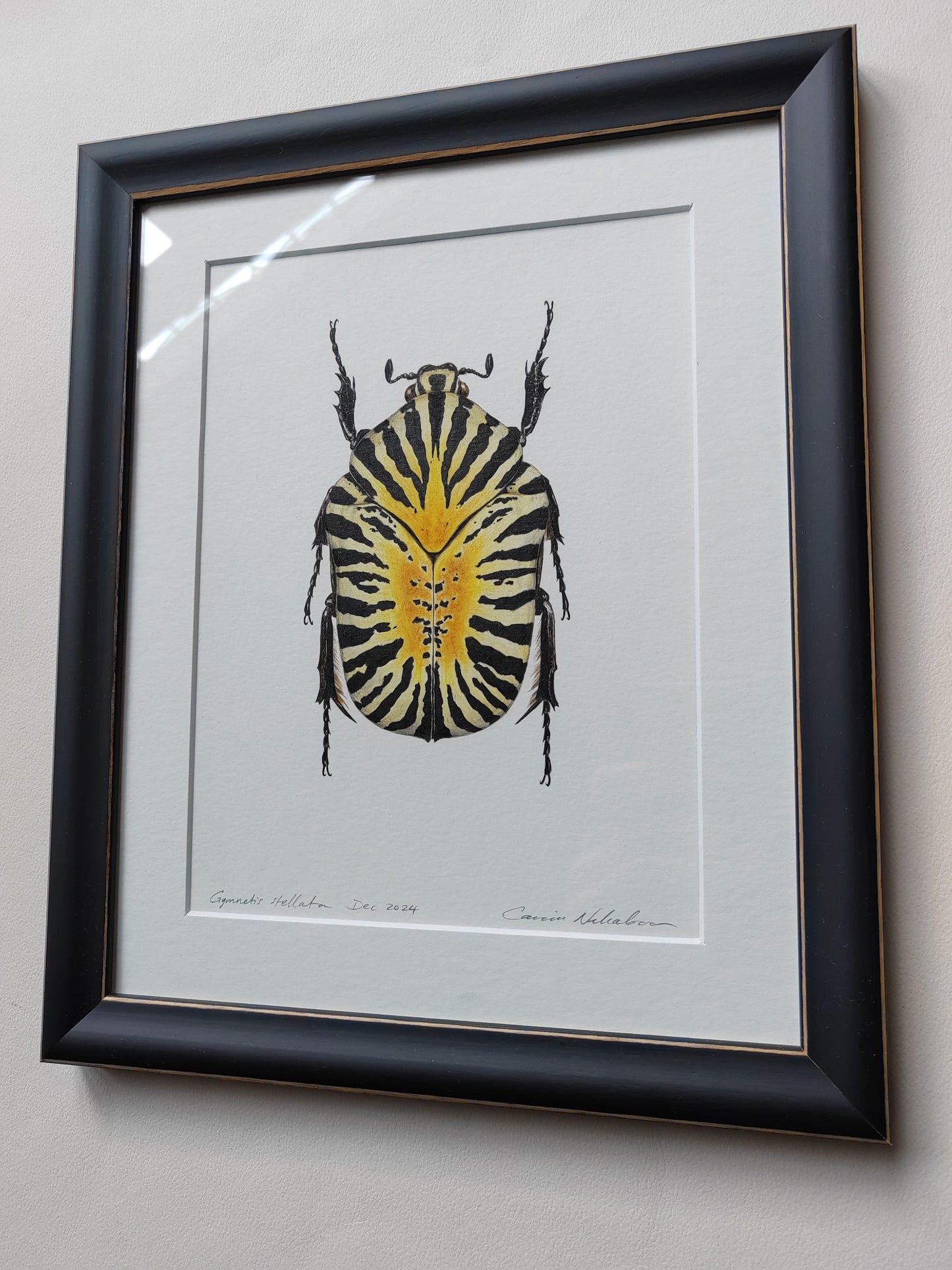 Framed original artwork - Gymnetis stellata