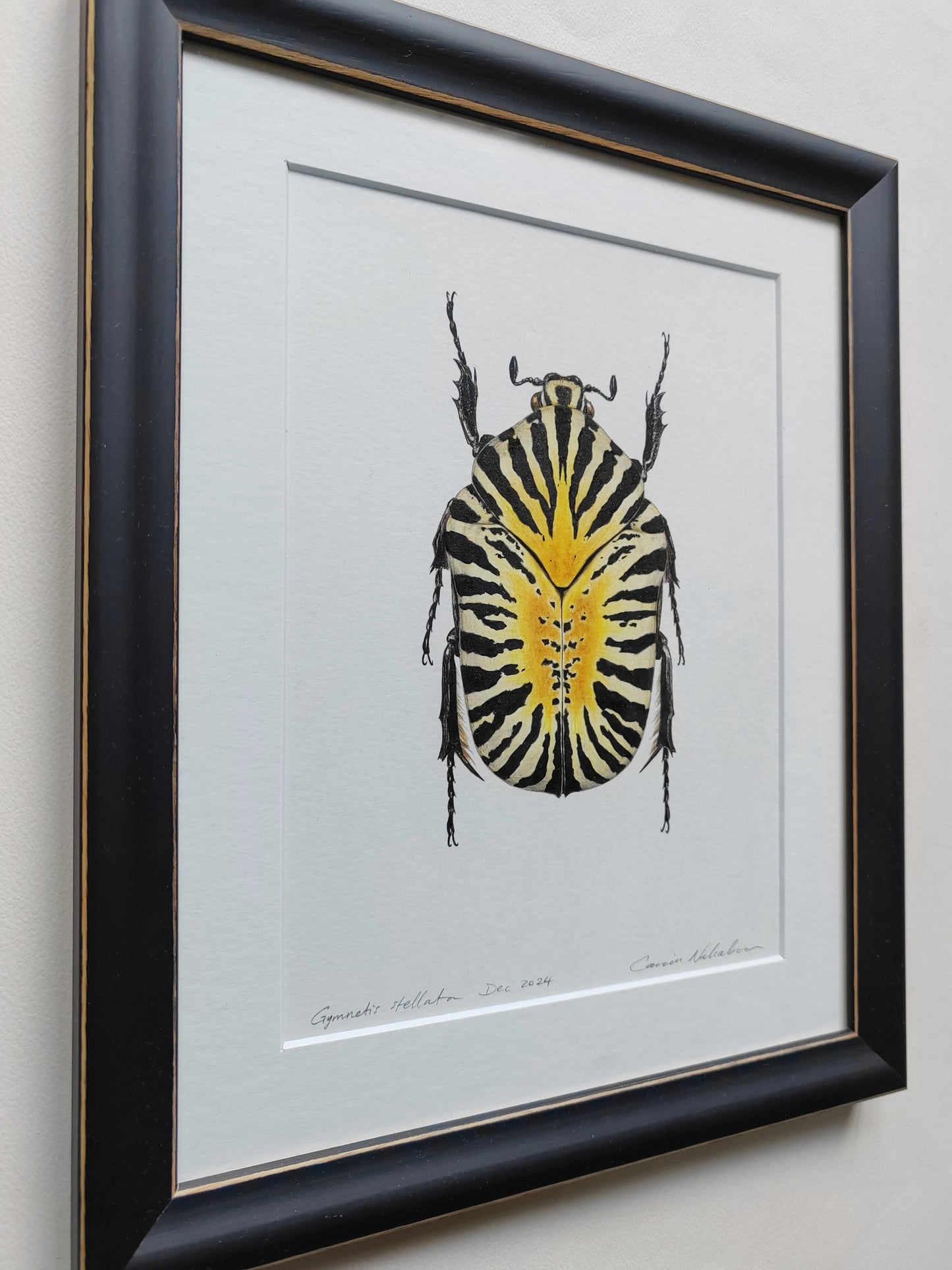 Framed original artwork - Gymnetis stellata