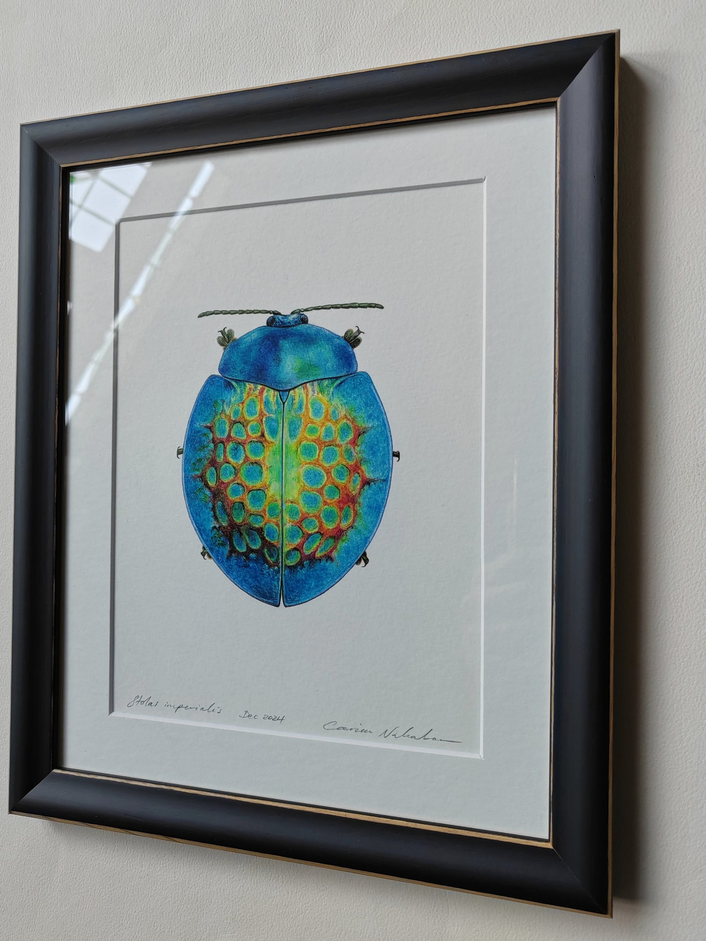 Framed original artwork - Stolas imperialis