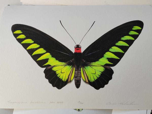Trogonoptera brookiana, Rajah Brooke's Birdwing A4 limited edition art ...