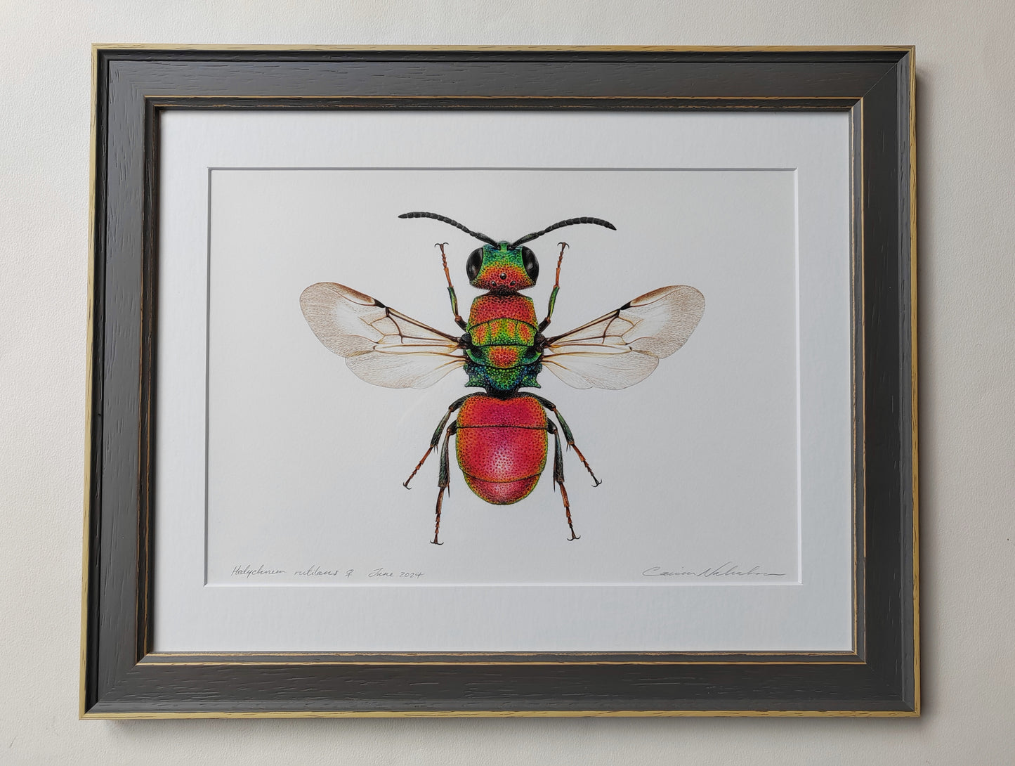 Framed original artwork - Hedychrum rutilans, Jewel wasp