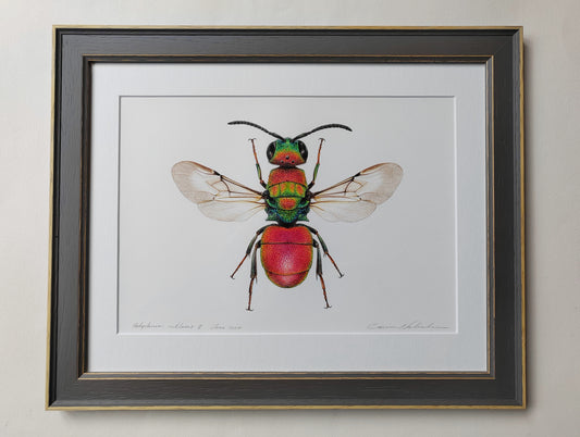 Framed original artwork - Hedychrum rutilans, Jewel wasp