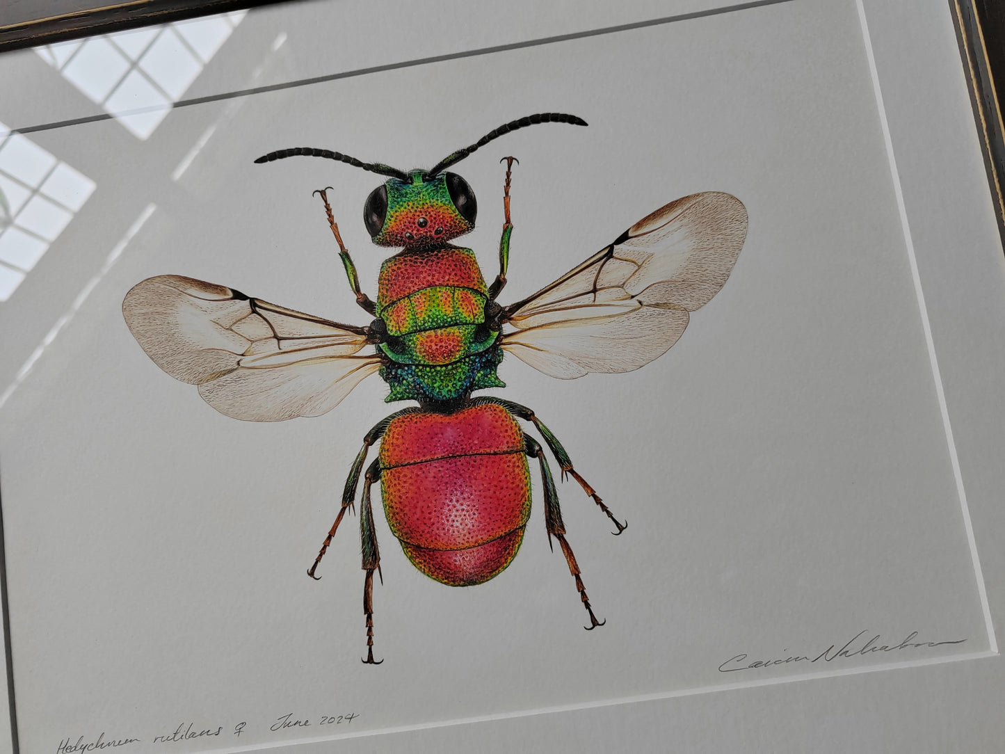 Framed original artwork - Hedychrum rutilans, Jewel wasp