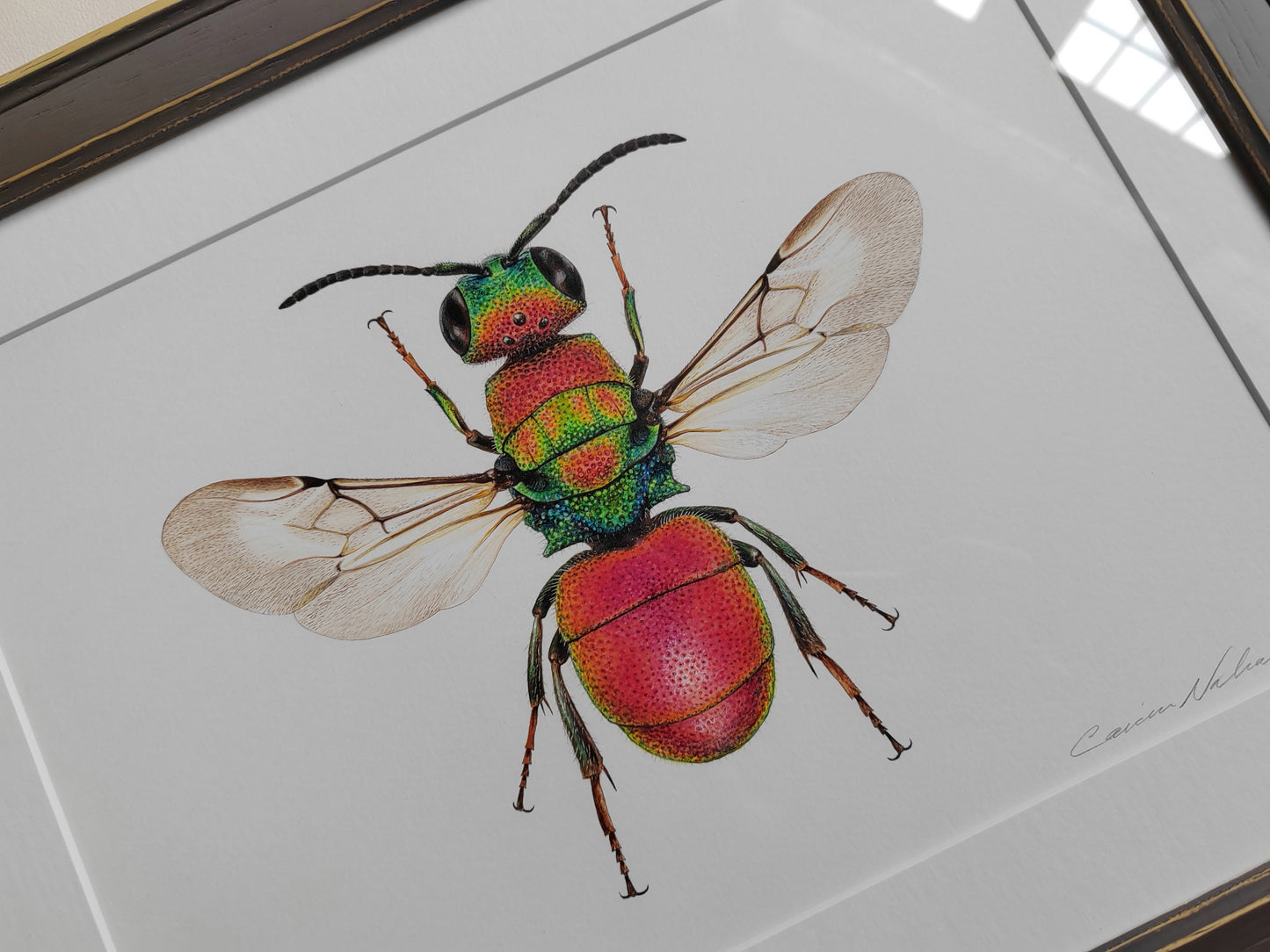 Framed original artwork - Hedychrum rutilans, Jewel wasp